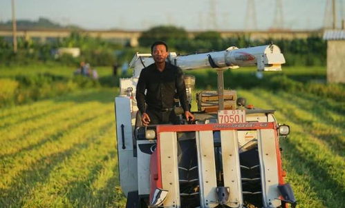 在世界工厂的缝隙里耕耘 一位果蔬种植者的水稻梦与农民正高职称之路