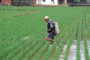 课外拓展 苗木种植的意义与实践