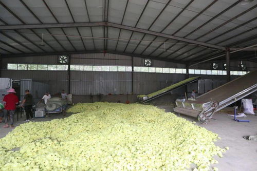 阜阳 遍地金花的谷物种植之乡