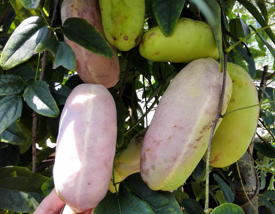 金谷八月瓜 优质果树苗与种植技术解析