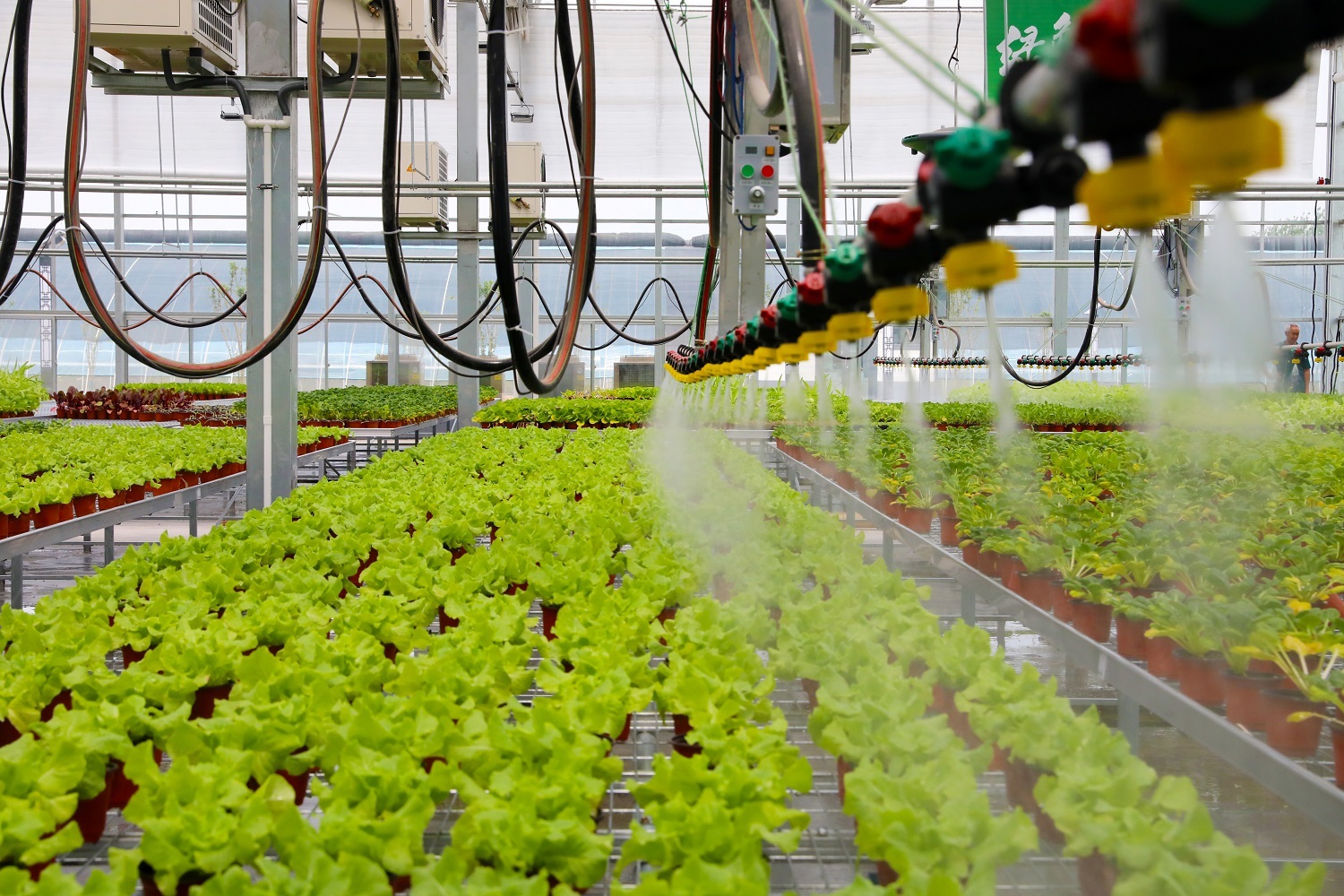 第八届京津冀蔬菜产业发展大会 2000余种农产品与创新成果集中展示，盒马等知名企业齐聚觅商机