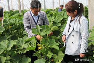 菏泽牡丹区沙土镇 特色果蔬与苗木种植双轮驱动，绘就助农增收新画卷