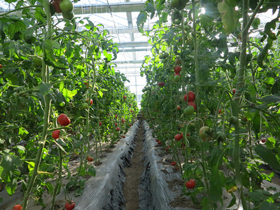 四平市首届果蔬采摘节 丰收喜悦，共品田园风味