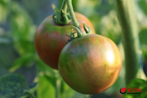 盐碱地里种出“金疙瘩”——东营田之源黄河口农品的苗木种植奇迹