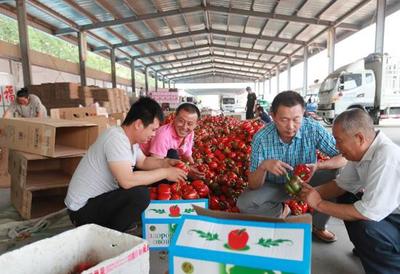 看！大棚果蔬发展新方向 苗木种植的崛起与未来