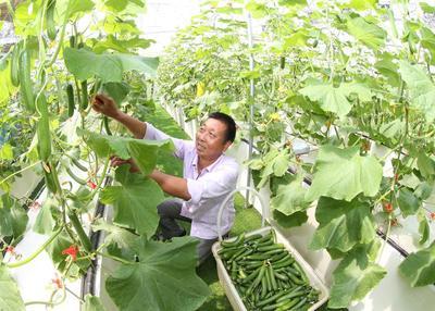 浙江安吉 无土栽培技术引领果蔬种植新风尚，绿色健康产品新鲜上市