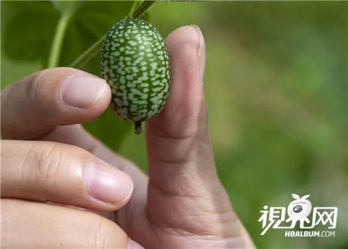 特色果蔬种植助脱贫增收 绿色产业振兴乡村