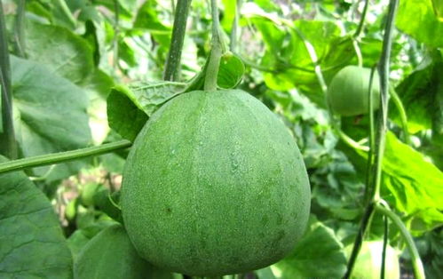 河南尉氏县 因地制宜发展果蔬种植，水坡镇绿宝甜瓜变身“金瓜”