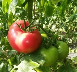 2018年北京农业好基地探访 密联益果蔬种植专业合作社的苗木种植之道