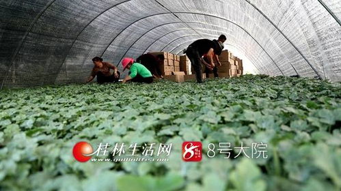新坪幼苗育希望 苗木产业促增收——荔浦新坪镇发展特色苗木培育助农致富纪实