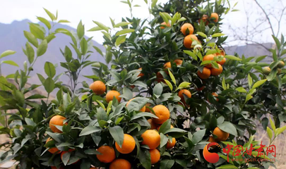 文县 济民山上柑桔红 苗木种植铺就致富路