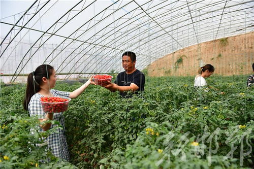 馆陶县双轮驱动 果蔬种植鼓起农民钱袋子，苗木种植铺就绿色致富路