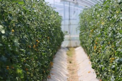 基地探访｜满嘴爆汁的小番茄、清香爽口的白玉黄瓜 揭秘高品质果蔬的科技种植之路