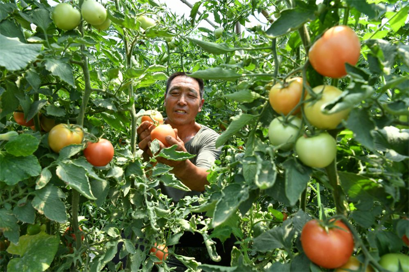 河北盐山 盐碱地里果蔬飘香苗木种植启示新生机