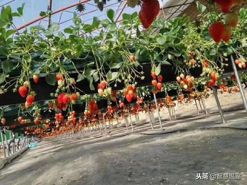 无土栽培与果蔬前沿种植技术培训 苗木种植的未来之路