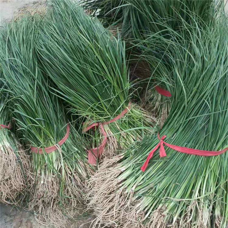 勇泰中药材 知母秧苗产地直发，品质精选助力高效种植
