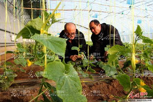 山东荣成 物联网首次进果蔬大棚，精准种植省时省力