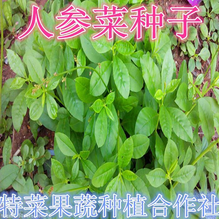 精准把控人参菜种子选购要点 批发价格对比与优选种植经验分享