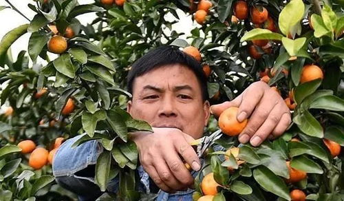 砂糖橘跌落神坛 从“贵族水果”到“今日烦恼”，果蔬种植者的警钟与出路