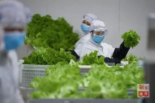 植物工厂 在仓库货架上种植蔬菜和谷物