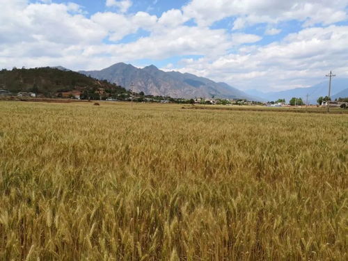 2021年丽江粮食生产总体平稳 果蔬种植发展向好