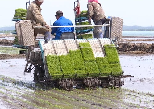 饶河县抢农时忙插秧，苗木种植开启农业发展新篇章