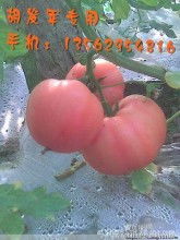 山东费县发军果蔬供销种植合作社 优质粉红西红柿番茄生产与批发基地