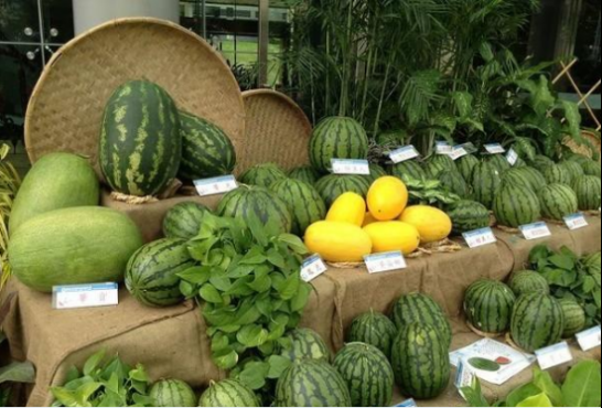 乡村振兴添“才”力！庐阳区5名“新农人”获评高级职称