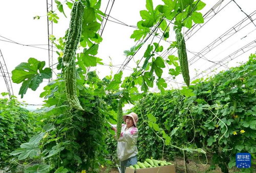 河北卢龙 特色果蔬种植驱动乡村振兴