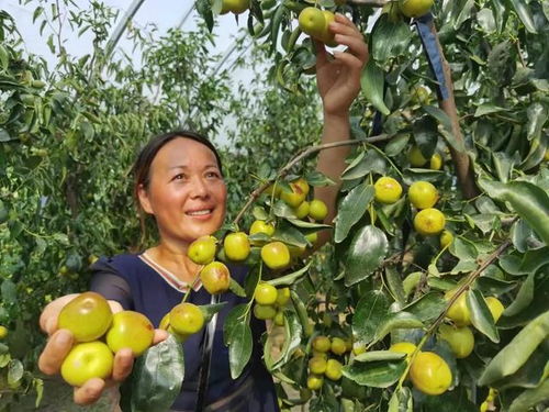 驻马店市驿城区天中农业生态园 冬枣飘香，苗木种植助力绿色农业